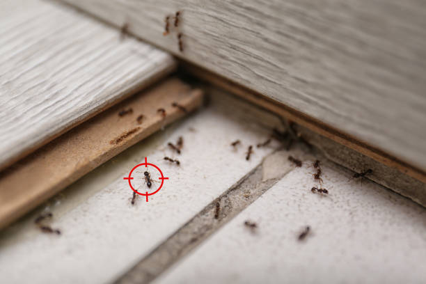 Best Flea Control Services  in North Branch, MI